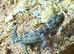 Viper Gecko Unsexed 3 - 6 Months old