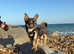 Chase- stud available