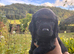 Working sprocker pups