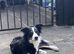 1 Year Old Tri-Colour Border Collie