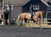 PONIES AND HORSES WANTED HASSLE FREE NO TBS