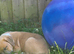 13-Week-Old Rottweiler &times; Staff Puppy