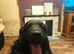 Caucasian shepherd X Belgium malinois