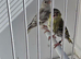 BEAUTIFUL PAIR SISKIN MUTATION COLOUR
