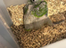 Selling baby handreared yellow crown amazons
