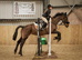 Maisie &ndash; 15.3hh, 16yo COB cross  Mare &ndash; A True Confidence Giver ️