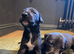 Whippet puppies for sale