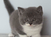 Gorgeous British Shorthair Kittens
