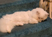 persian kitten for sale