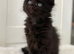 TICA registered, full pedigree