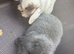 Mini lop babies