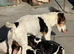 Jack Russell puppies for sale