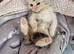 Male persian x cross kitten