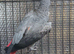 Pair of greys