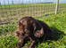 7 beautiful cocker spaniel