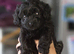 Cavapoo