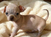 Chihuahua Cross Chinese Crested Pups