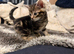 Male an female kitten