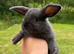 Mini lop cross English Spot