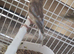 High Quality Raza jaspe Canaries – UK Champion Bloodlines