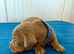 Miniature Dachshund Puppies