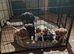 Beautiful Cavalier King Charles Spaniel puppies
