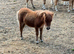 3 Registered Miniature Shetland Colt Foals.