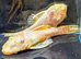 Tropical Community Fish, Strong Healthy & Home Brede From &pound;2