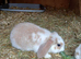 Mini lop / plush lop