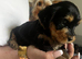 Yorkiepoo puppies