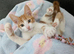 Two kittens