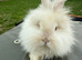 Angora mini lion lop mixed breed
