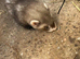 Ferret kits ready 5th July