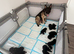 KC German shepherd puppies