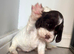 Beautiful full show cocker spaniels
