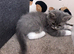 British Longhair Kittens
