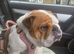 Stunning 4 year old English bulldog