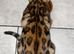 Stunning Bengal Male Kitten - Beautiful Markings & Very Friendly