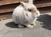Gismo