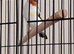 Syberian goldfinch