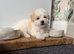 Puppies