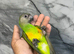 Hand-Rearing Baby Super Tame Cuddly Senegal Parrot