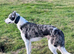 Collie x greyhound stud