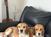 Beagle puppies 9 wks old