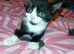 5 beautiful kittens for sale 4 girls 2 boys