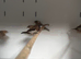 Various Stunning Mixed Finches Available