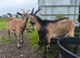Pure English Billy goat