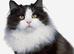 Black and white Siberian kitten