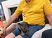 Cavapoo x Dachshund ready for there new home