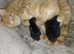 Kittens ready to leave